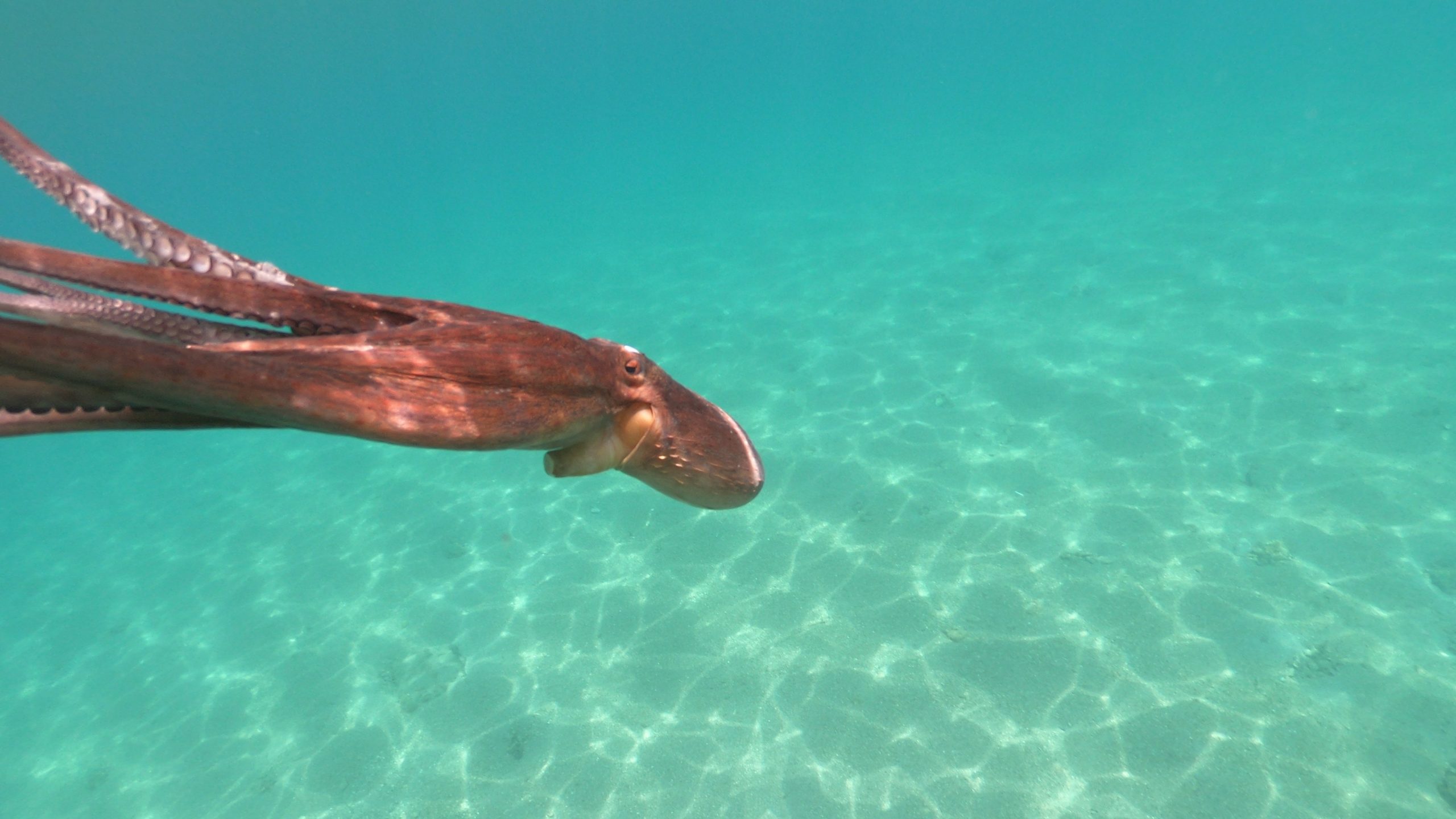 Undersea volcano island